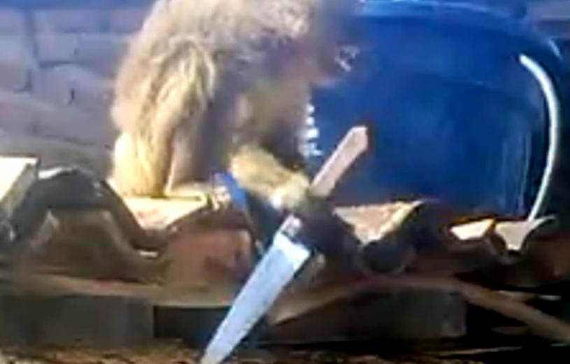 Μεθυσμένος πίθηκος κυνήγησε θαμώνες μπαρ με μαχαίρι [βίντεο]