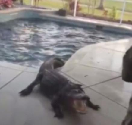 Κροκόδειλος στη πισίνα του σπιτιού τους! (βίντεο)