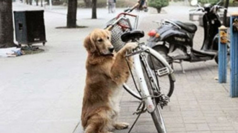 Σκύλος φυλάει το ποδήλατο του ιδιοκτήτη του ενώ στο τέλος ανταμείβεται… [βίντεο]
