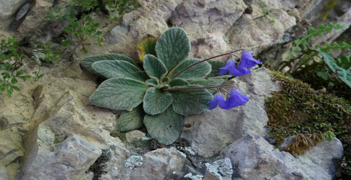  Το μοναδικό λουλούδι που φυτρώνει μόνο στο Όλυμπο και πουθενά αλλού στον κόσμο!