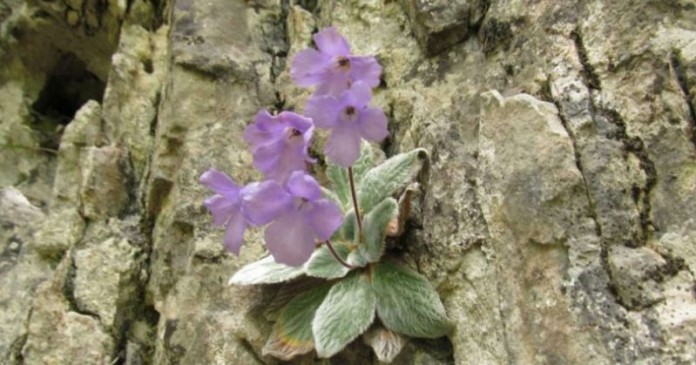 Γιάνκεα: Το μοναδικό λουλούδι που φυτρώνει μόνο στο Όλυμπο και πουθενά αλλού στον κόσμο!