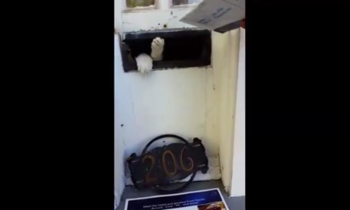 Γάτα εναντίον ταχυδρόμου: Όταν η γάτα έχει άγριες διαθέσεις… (βίντεο)