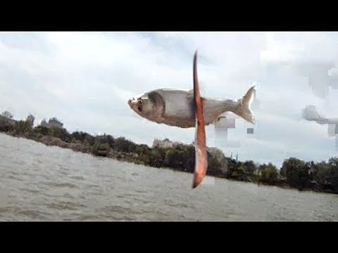 Πολλά έχετε δει… αλλά να “παίζουν” ξύλο με ψάρια; (βίντεο)