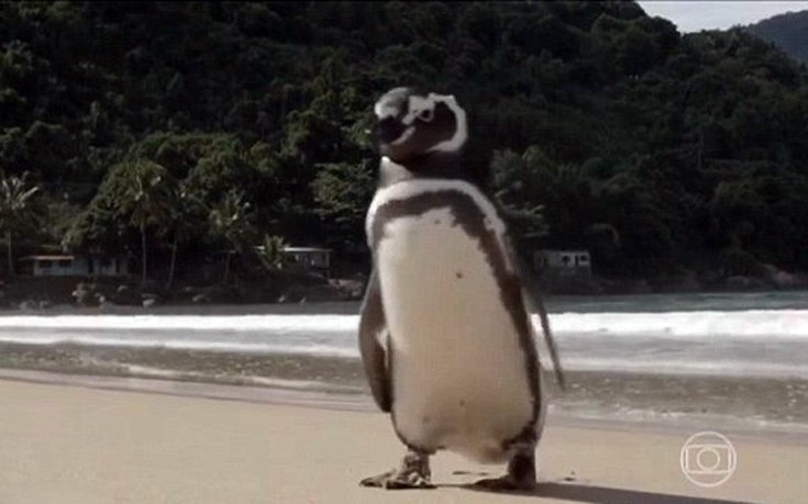 penguin6