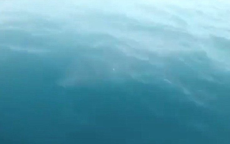 Δέος για τον τεράστιο καρχαρία που “επισκέφθηκε” ψαράδες [φωτό-βίντεο]