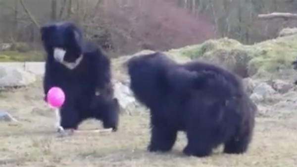 Αρκούδες βλέπουν μπαλόνι για πρώτη φορά και ακολουθεί… χαμός! [βίντεο]