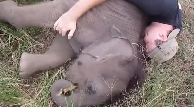 Αυτό το ελεφαντάκι λατρεύει τις αγκαλιές πιο πολύ από τον καθένα! [βίντεο]