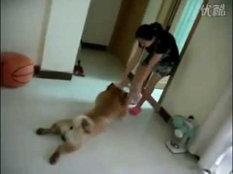 Σκύλος το παίζει νεκρός για να μην πάει να κάνει μπάνιο [βίντεο]