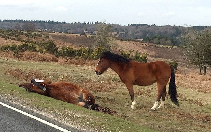 Άλογο πενθεί δίπλα στη νεκρή μητέρα του [φωτό]
