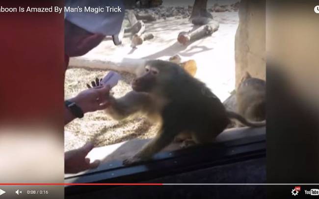 Το viral video της ημέρας: Μπαμπουίνος “τρελαίνεται” από ταχυδακτυλουργικό τρικ