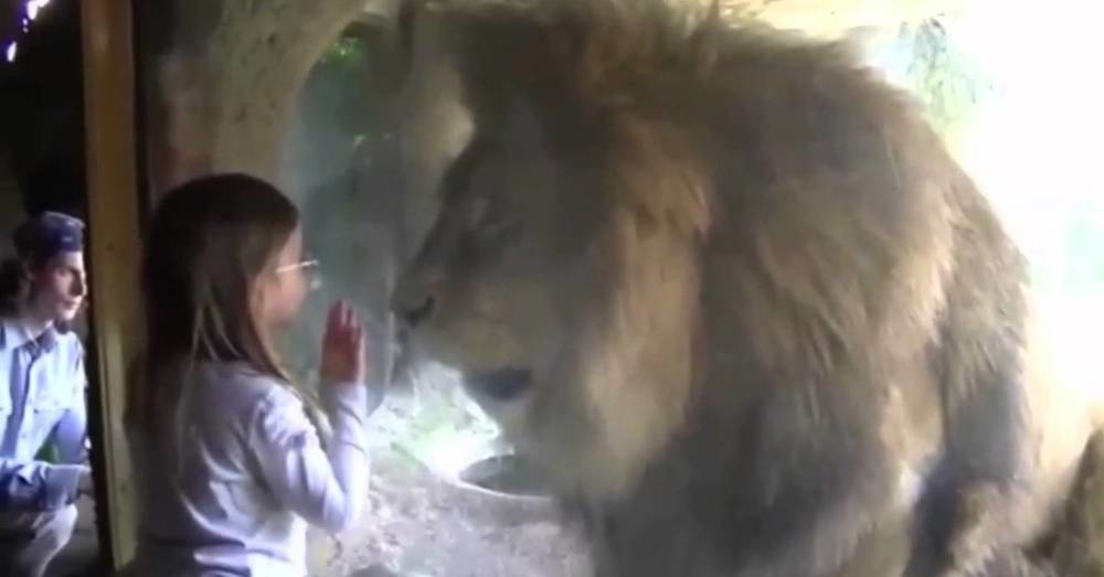 Αυτή η μικρούλα έστειλε ένα φιλάκι σε αυτό το λιοντάρι αλλά δεν περίμενε αυτή την αντίδρασή του! (βίντεο)
