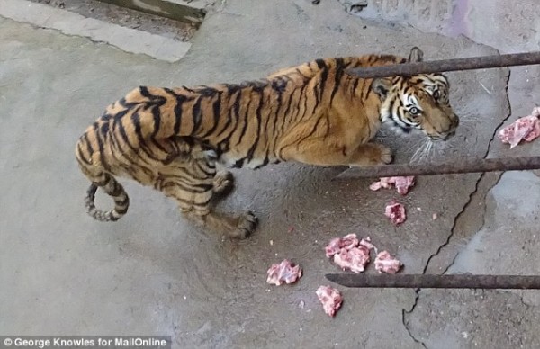 3248A45100000578-3497025-Starving_This_emaciated_creature_is_one_of_thousands_of_tigers_b-a-1_1458287142462