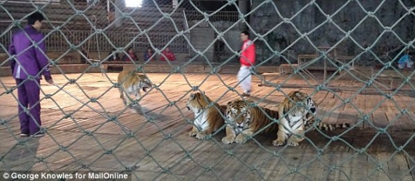 3248ACCF00000578-3497025-Cruel_This_is_despite_the_fact_breeding_tigers_for_their_parts_i-a-3_1458287162875