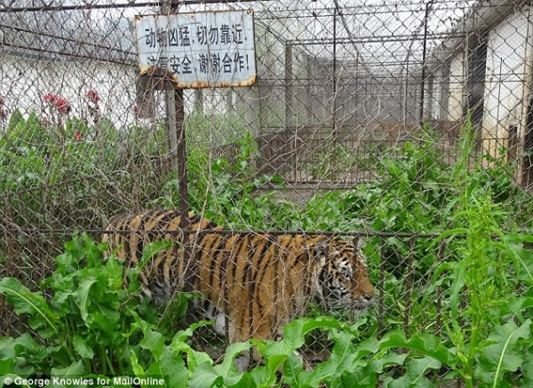 3248B84500000578-3497025-Caged_Tiger_in_solitary_enclosure_in_Xiongsen_Tiger_Park_in_Guil-a-5_1458287177316