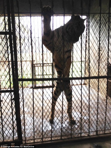 3248BDC600000578-3497025-Solitary_This_tiger_is_held_in_a_cage_on_its_own_at_the_park_whe-a-6_1458287185913