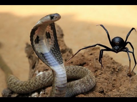 Η μάχη είχε έναν νικητή: Δηλητηριώδης αράχνη vs φίδι [βίντεο]