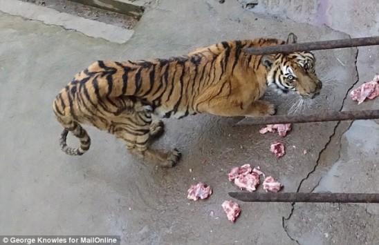 Φρίκη! Σκοτώνουν τίγρεις για να φτιάξουν αφροδισιακό κρασί [φωτό-βίντεο]