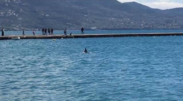 Ένα δελφίνι ο απρόσμενος “επισκέπτης” στο λιμάνι της Καλαμάτας [βίντεο]