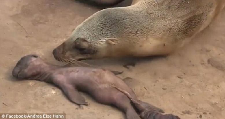 Το σπαρακτικό κλάμα της μητέρας φώκιας για τον θάνατο του νεογέννητου παιδιού της (βίντεο)