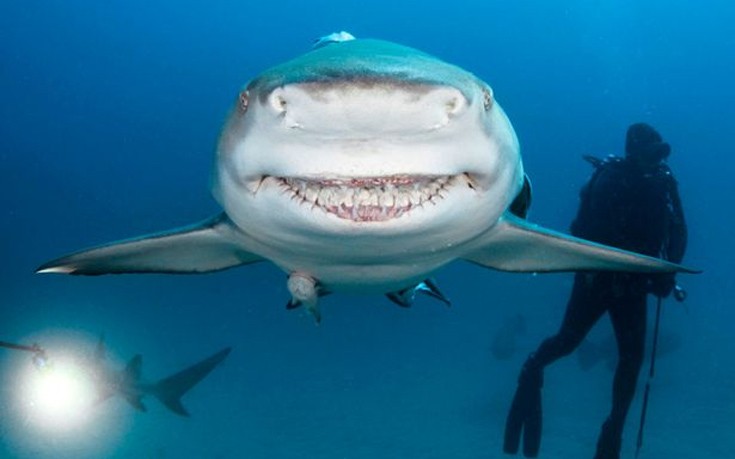 Ο καρχαρίας με το… πλατύ χαμόγελο! (φωτό)