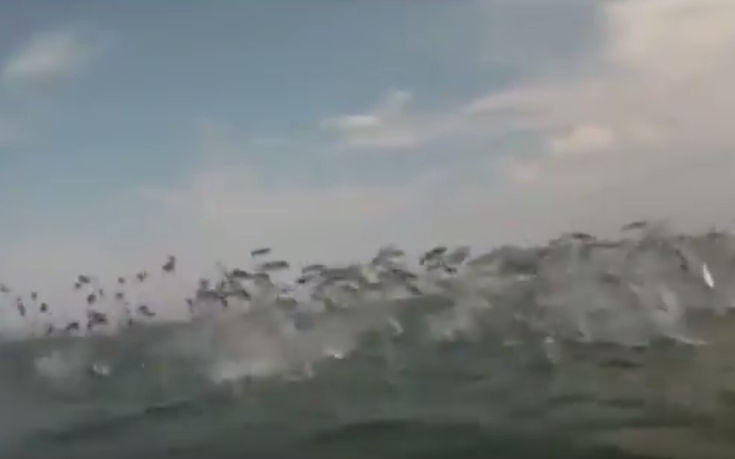 Κολυμβητές δέχονται «επίθεση» από κοπάδι ψαριών (vid)