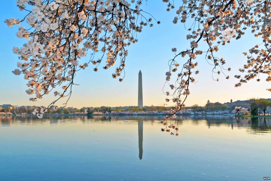 Εκπληκτικές φωτό από τις ανθισμένες κερασιές της Ουάσινγκτον