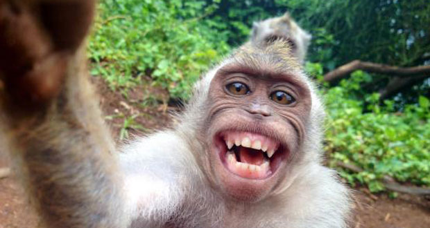 Η μαϊμού… νίντζα επιτίθεται σε άνθρωπο (video)