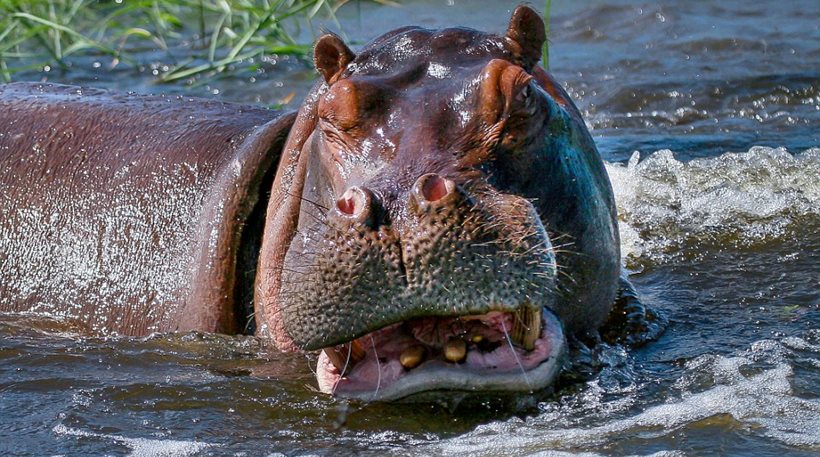 Εντυπωσιακό βίντεο: Τσεκ απ στα δόντια ενός ιπποπόταμου σε πάρκο ζώων