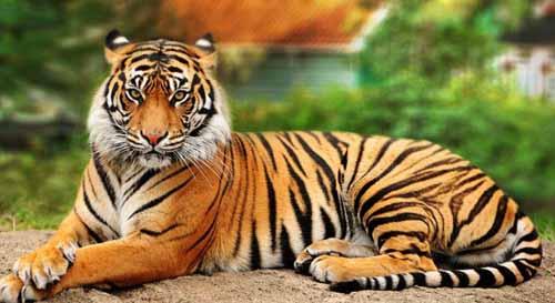 Αυξήθηκαν οι τίγρεις για πρώτη φορά μετά από έναν αιώνα