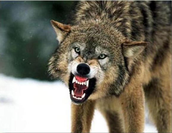 Μια αγέλη λύκων επιτίθεται στον λύκο «ωμέγα» (vid)