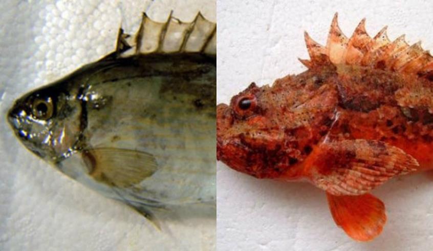 Αυτά τα 6 δηλητηριώδη ψάρια υπάρχουν στην Κύπρο [φωτό]