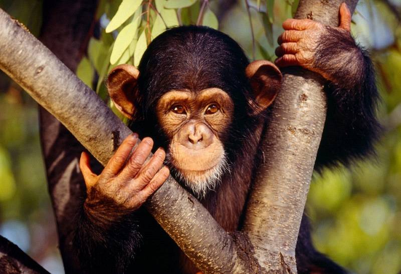 Ιαπωνία: Πώς κατέβασαν χιμπατζή από κολόνα ηλεκτρισμού [βίντεο]
