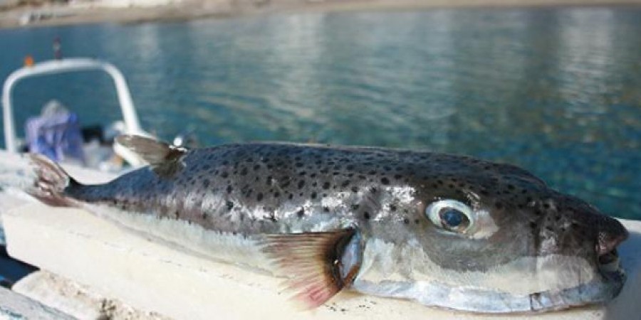 Λαγοκέφαλος – Το δηλητηριώδες ψάρι στα νερά της Κύπρου