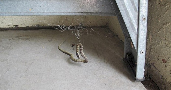 Αράχνη έπιασε φίδι στον ιστό της – Δείτε τι έκανε (vid)