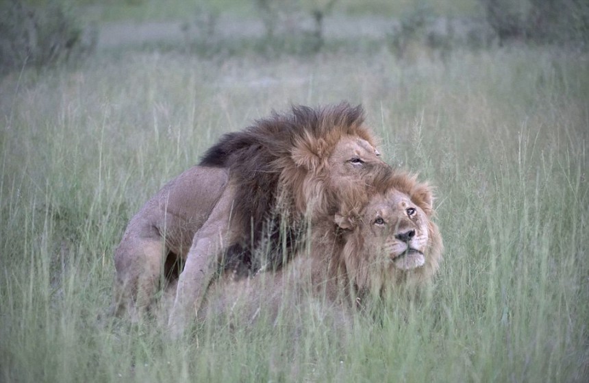 Αρσενικά λιοντάρια ερωτοτροπούν μεταξύ τους