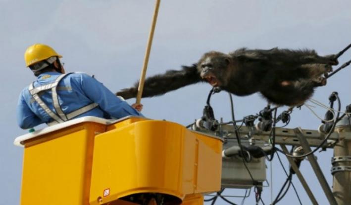 Χιμπατζής κάνει… «ακροβατικά» πάνω σε ηλεκτροφόρα καλώδια! (βίντεο)