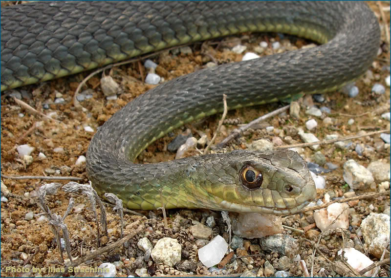 Ποια φίδια στην Ελλάδα είναι δηλητηριώδη και ποια εντελώς ακίνδυνα; (φωτό)