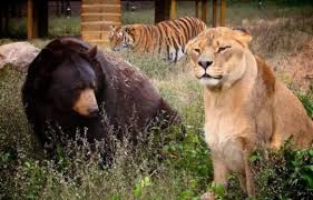 Λιοντάρι εναντίον άγριας αμερικάνικης αρκούδας! (Σκληρό βίντεο)