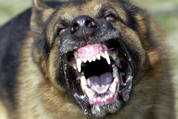 Το τοπ 15 των πιο επικίνδυνων σκυλιών στον κόσμο (vid)