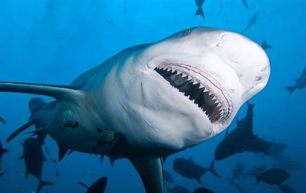 Καλιφόρνια: Έπιασαν καρχαρία 6,5 μέτρων και 450 κιλών [φωτό, βίντεο]