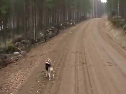 Ξεκαρδιστικό: Ατρόμητος λαγός παίρνει στο κυνήγι σκύλο (vid)