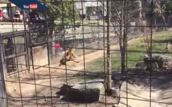 Γυναίκα μπήκε στη.. φωλιά της τίγρης για να πιάσει το καπέλο της (βίντεο)
