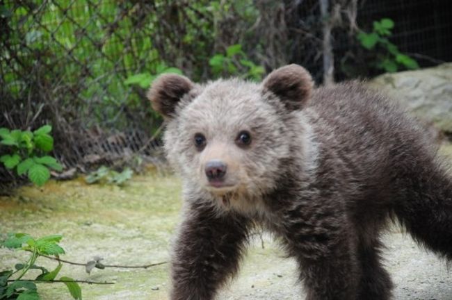 Καστοριά: Επιχείρηση επανασύνδεσης αρκούδας με το μικρό της