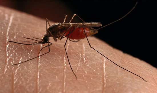 Απαλλαγείτε από τα ενοχλητικά τσιμπήματα των κουνουπιών με στοματικό διάλυμα!