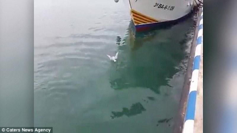 Η εκδίκηση του ψαριού: Καρέ καρέ η στιγμή που Γιγαντιαίος τόνος καταπίνει… γλάρο! (βίντεο)