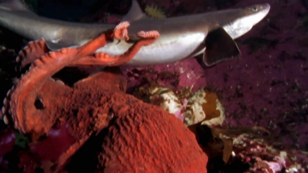 Γιγάντιο χταπόδι σκοτώνει και τρώει… καρχαρία (βίντεο)