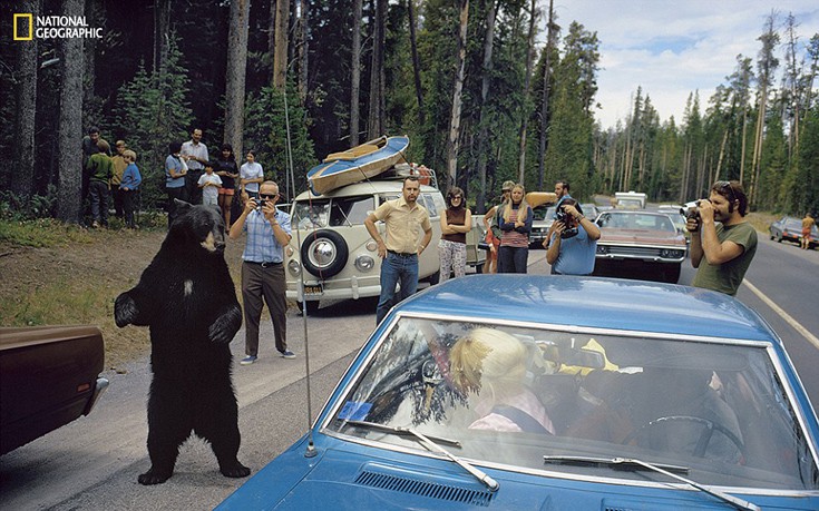 Το τι σημαίνει άγρια ζωή για τους ανθρώπους άλλαξε από τότε που ιδρύθηκε το Yellowstone. Η Υπηρεσία των Πάρκων δεν προσπαθεί να δαμάσει τα ζώα για να δημιουργήσει θέαμα αλλά όταν τραβήχτηκε αυτή η φωτογραφία το 1972 οι επισκέπτες δεν απομακρύνονταν όταν έβλεπαν μια τέτοια αρκούδα
