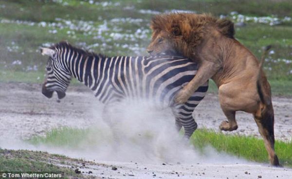 Μάχη για επιβίωση: Ζέβρα έπνιξε λιοντάρι προτού την κατασπαράξει (vid)
