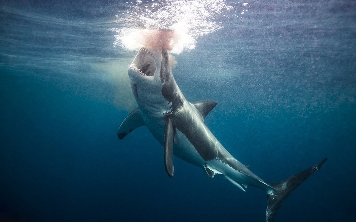 Ριψοκίνδυνος φωτογράφος κολυμπά με καρχαρίες, σαλάχια και φάλαινες! (φωτό)