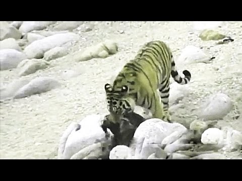 Τίγρης της Σιβηρίας κατασπαράζει καφέ αρκούδες (Σκληρό βίντεο)